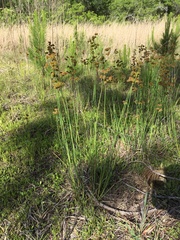 Juncus megacephalus
