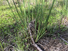 Juncus megacephalus