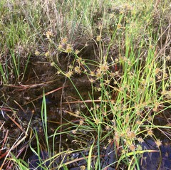 Juncus polycephalus