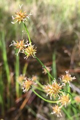 Juncus polycephalus
