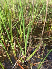 Juncus polycephalus