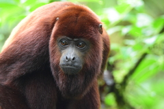 Venezuelan Red Howler photo 3