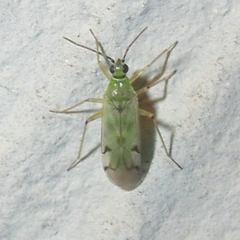 Dicyphini