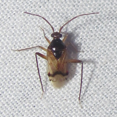Eustictus