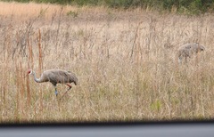 Antigone canadensis pulla