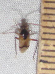 Eustictus