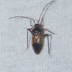 Eustictus