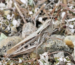Orphulella speciosa