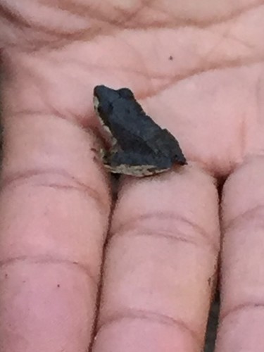 Pristimantis thectopternus