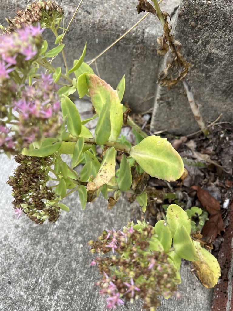 Hylotelephium spectabile, Drew St, Baltimore, MD, US