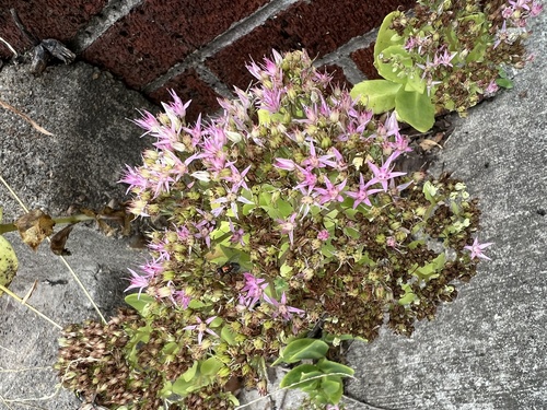 Hylotelephium spectabile