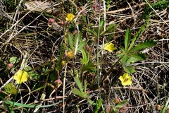 Potentilla flagellaris