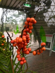 Chamaedorea radicalis