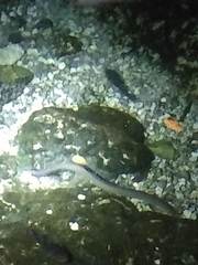 Anguilla rostrata