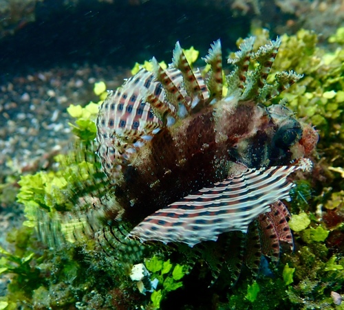 Neochirus brachyptera
