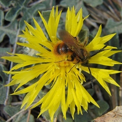 Dasyscolia ciliata