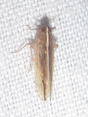 Stenocranus dorsalis