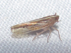 Stenocranus dorsalis