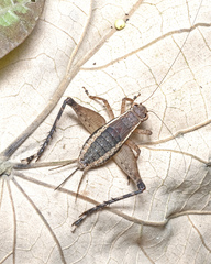 Lebinthus luae