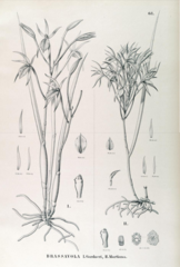Brassavola martiana