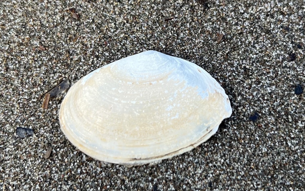 Rexithaerus hokkaidoensis
