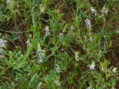 Vicia biennis