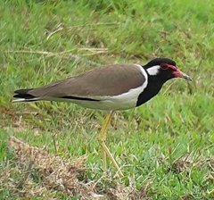 Vanellus indicus