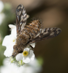 Conophorus fenestratus