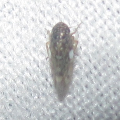 Xestocephalus lunatus
