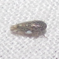 Xestocephalus lunatus