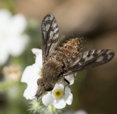 Conophorus fenestratus