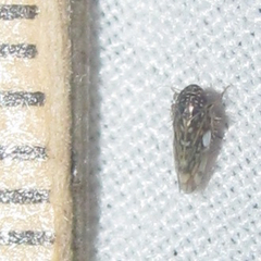 Xestocephalus lunatus