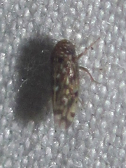 Xestocephalus lunatus