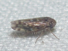 Xestocephalus lunatus