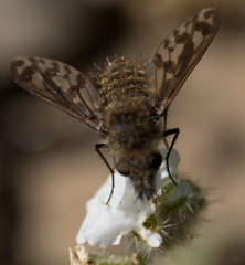 Conophorus fenestratus