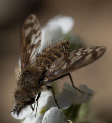 Conophorus fenestratus