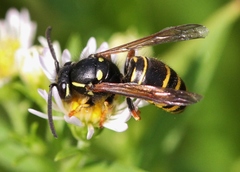 Vespula acadica