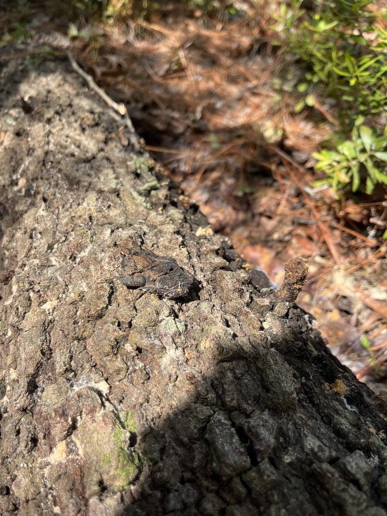 Southern Toad from University of North Carolina Wilmington, Wilmington ...