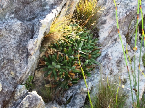 Image of Oldenburgia paradoxa by (c) linkie, some rights reserved (CC BY)