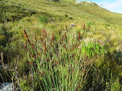 Elegia aggregata