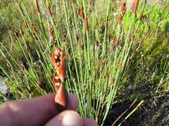 Elegia aggregata