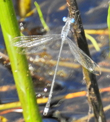 Lestes tridens