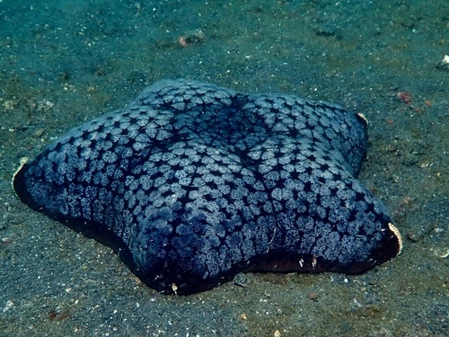 Halityle regularis