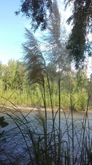 Cortaderia selloana