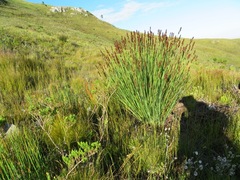 Elegia aggregata