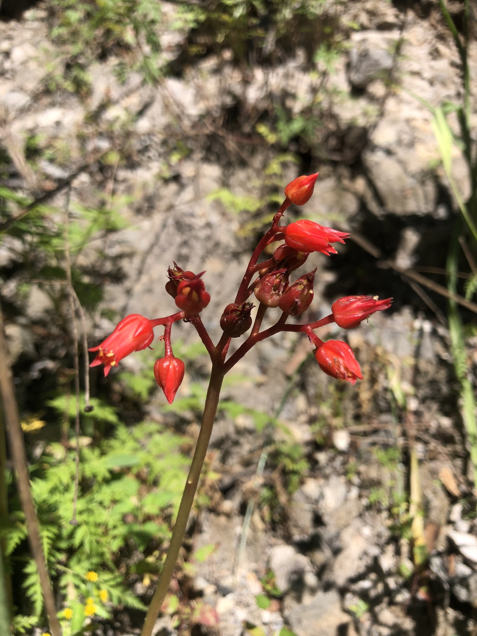 Imagem de Echeveria-preta