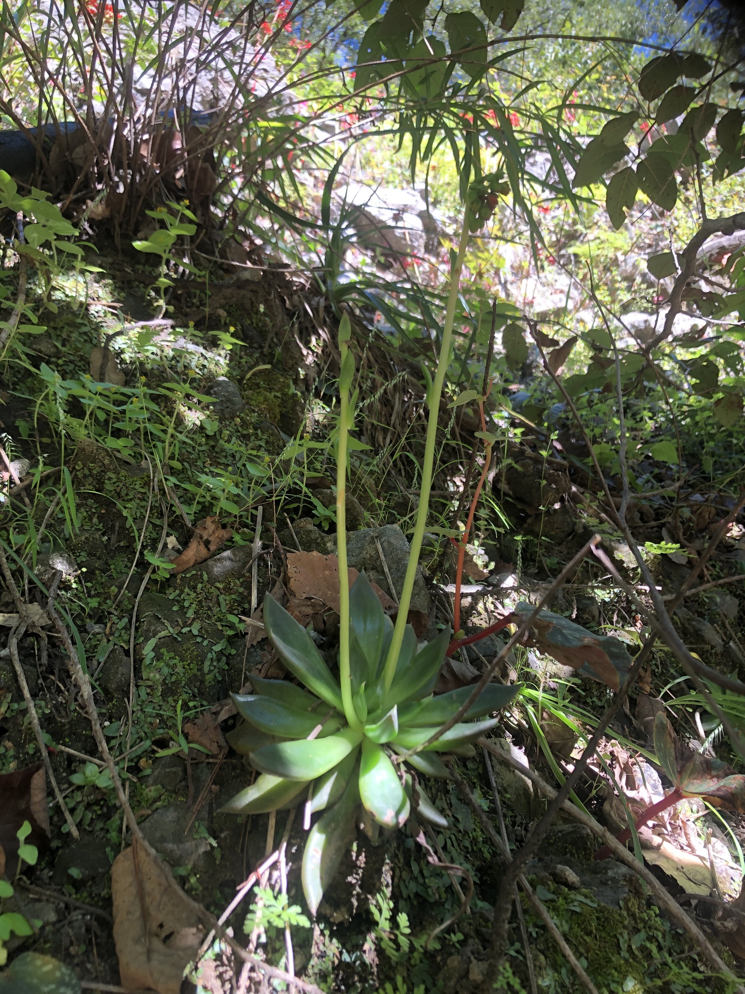 Imagem de Echeveria-preta