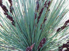 Elegia aggregata
