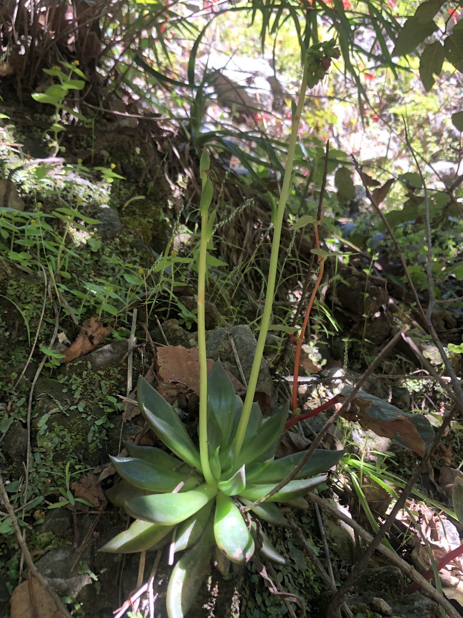 Imagem de Echeveria-preta