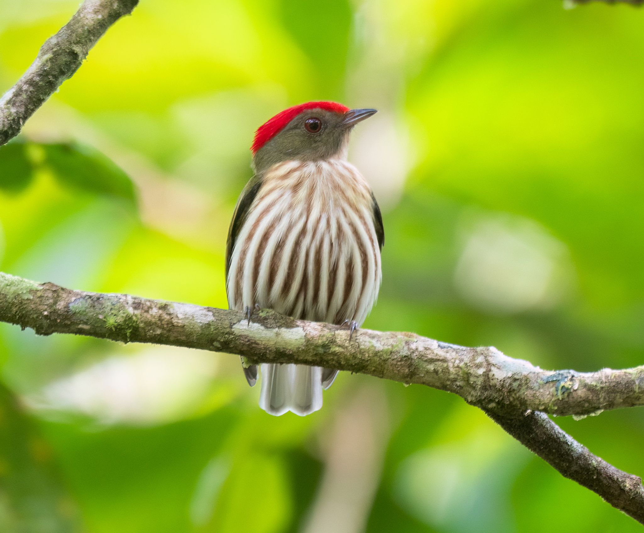 Kinglet Manakin illustration